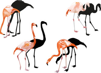 four pink flamingo on white
