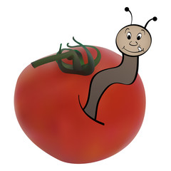 red tomato with worm