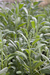 rosemary plants in a greenhouse