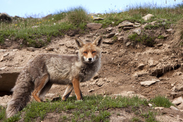 fox in a wildlife park in the Alps