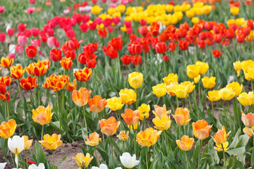 Fototapeta premium beautiful tulips