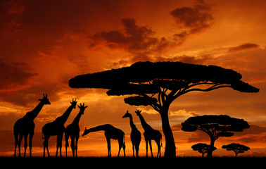 Fototapeta na wymiar stado żyraf w zachodzącym słońcu