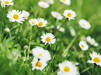 Fototapeta premium Gänseblümchen