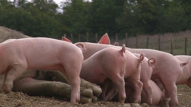 Gl&uuml;ckliche Ferkel