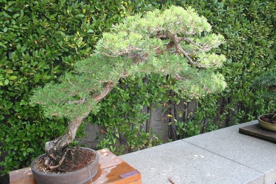 Bonsai Pinus Sylvestris-Pino Albar