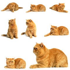 montage animalier chat roux - Persan