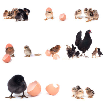 montage animalier poule et poussin