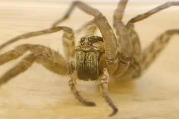 Wolf Spider