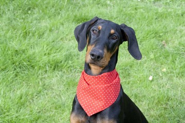 Dobermannhündin Paula