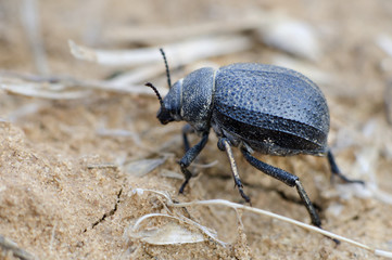 Namib Desert Beetle