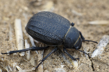Namib Desert Beetle