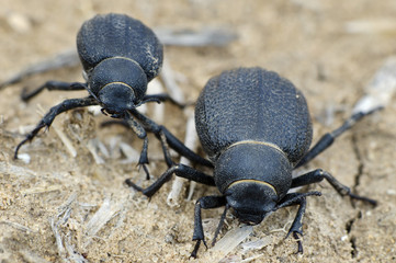 Namib Desert Beetle