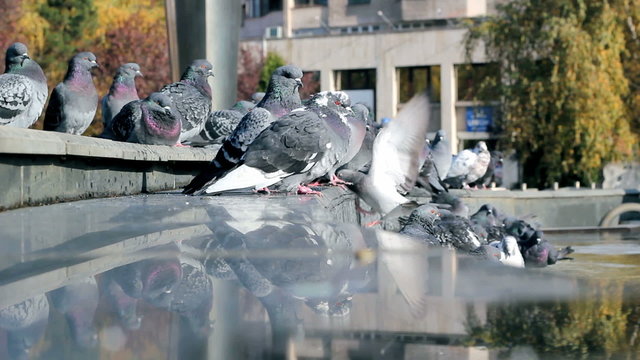 Pigeons Enjoying Summer Sun