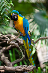 Big blue-yellow parrot