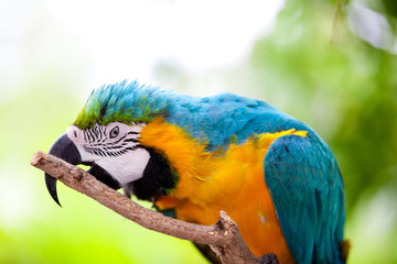 Big blue-yellow parrot