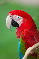 Nice parrot - Scarlet Macaw