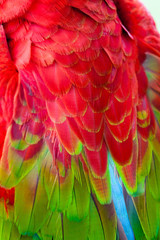 Nice parrot - Scarlet Macaw
