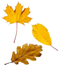 autumn leaf