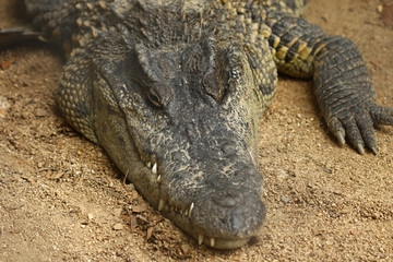 Crocidile close up