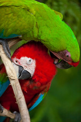 Two colourful friends