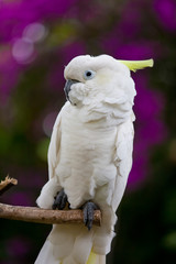 Speaking white cockatoo
