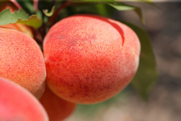 Ripe apricot on a tree branch
