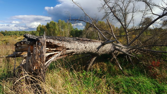 Fallen tree after a strong wind, timelapse clip