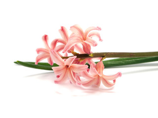 pink hyacinth