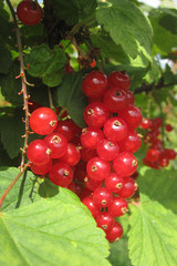 red currant as nice fruit food natural background