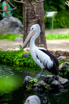 Pelican - not only a pencil