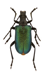 Gaurotes virginea