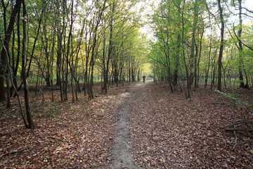 pista ciclabile nel Parco del Ticino