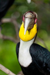 Male Bar-pouched Wreathed Hornbill