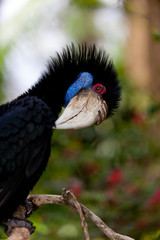 Female Bar-pouched Wreathed Hornbill
