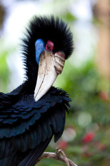 Female Bar-pouched Wreathed Hornbill © nakedking