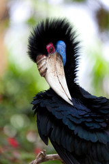 Female Bar-pouched Wreathed Hornbill