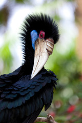 Female Bar-pouched Wreathed Hornbill