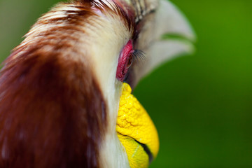 Male Bar-pouched Wreathed Hornbill © nakedking