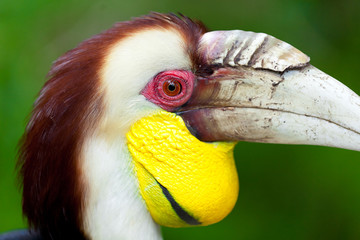 Male Bar-pouched Wreathed Hornbill