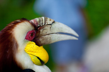 Male Bar-pouched Wreathed Hornbill