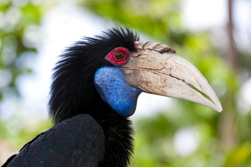 Female Bar-pouched Wreathed Hornbill © nakedking