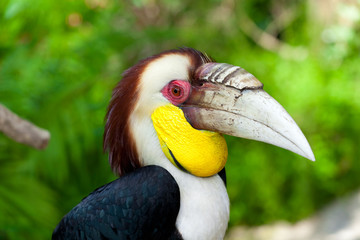 Male Bar-pouched Wreathed Hornbill