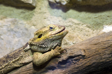 Inland or central bearded dragon (Pogona vitticeps)
