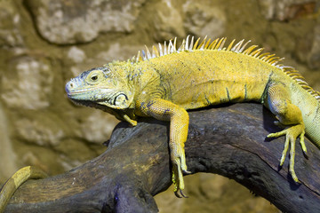 Green iguana (Iguana iguana)