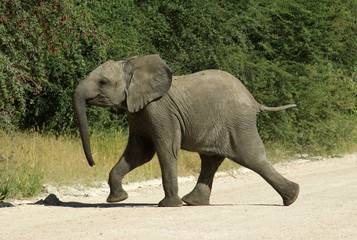 jeune éléphant