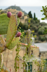 Opuntia ficus-indica