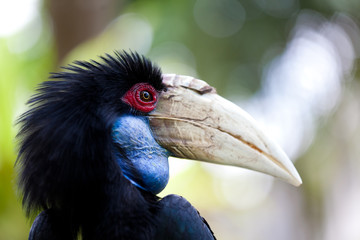 Female Bar-pouched Wreathed Hornbill