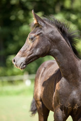 Obraz premium Araber