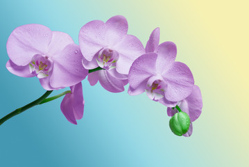 Fototapeta na wymiar Closeup of orchid flower
