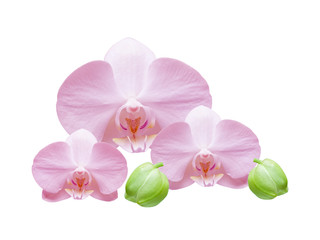 orchid isolated on white background